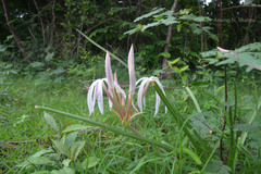 Crinum defixum